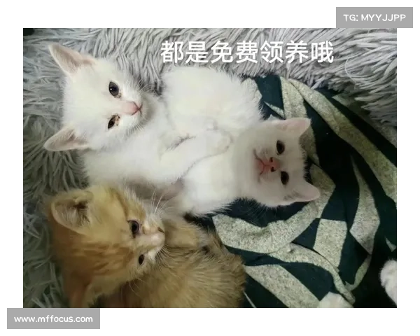 领养攻略;领养程序怎么走:领养指南:从寻找理想宠物到温馨相伴 领养攻略;领养程序怎么走:领养指南:从寻找理想宠物到温馨相伴